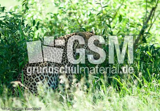 leopard (43 von 60).jpg